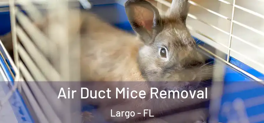 Air Duct Mice Removal Largo - FL