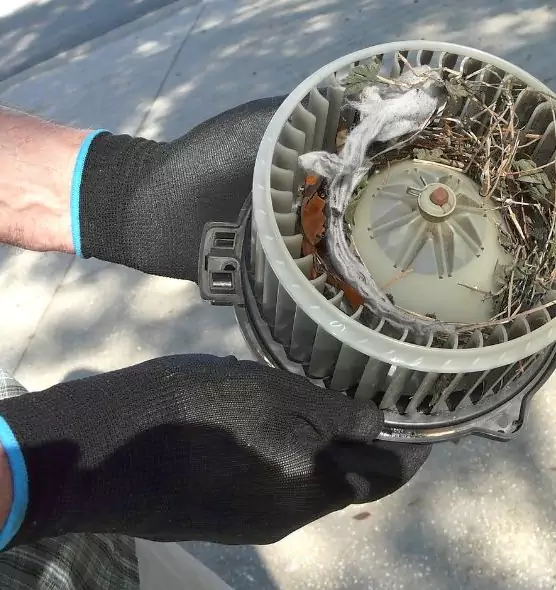 About Air Duct Mice Removal in Largo, FL